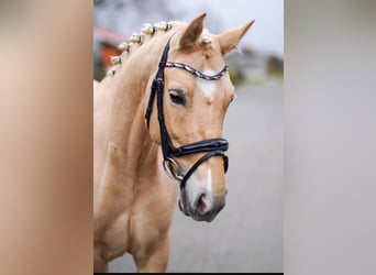Deutsches Reitpony, Stute, 9 Jahre, 143 cm, Palomino