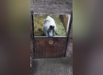 Deutsches Reitpony, Stute, 9 Jahre, 144 cm, Apfelschimmel