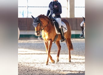 Deutsches Reitpony, Stute, 9 Jahre, 144 cm, Dunkelfuchs