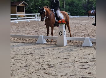 Deutsches Reitpony, Stute, 9 Jahre, 144 cm, Dunkelfuchs