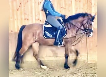 Deutsches Reitpony, Stute, 9 Jahre, 144 cm, Falbe