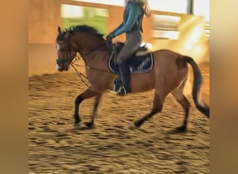 Deutsches Reitpony, Stute, 9 Jahre, 144 cm, Falbe