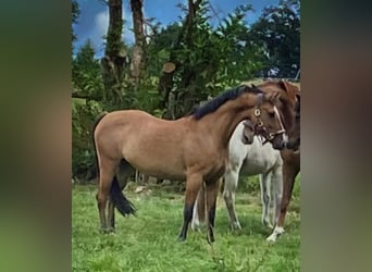 Deutsches Reitpony, Stute, 9 Jahre, 144 cm, Falbe