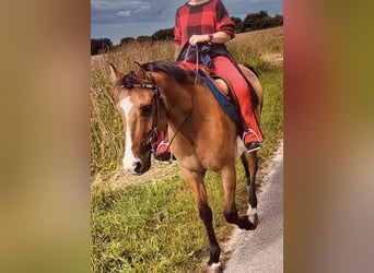 Deutsches Reitpony, Stute, 9 Jahre, 144 cm, Falbe