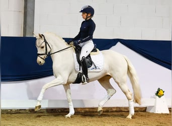 Deutsches Reitpony, Stute, 9 Jahre, 144 cm, Palomino