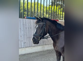 Deutsches Reitpony, Stute, 9 Jahre, 144 cm, Schecke