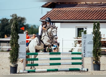 Deutsches Reitpony, Stute, 9 Jahre, 144 cm, Schimmel