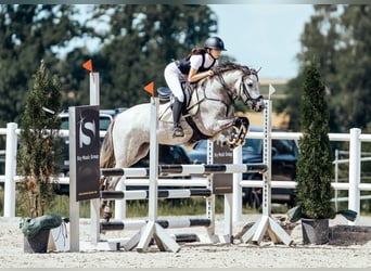 Deutsches Reitpony, Stute, 9 Jahre, 144 cm, Schimmel