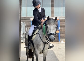 Deutsches Reitpony, Stute, 9 Jahre, 144 cm, Schimmel