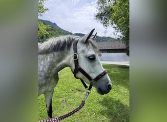 Deutsches Reitpony, Stute, 9 Jahre, 144 cm, Schimmel