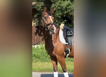 Deutsches Reitpony, Stute, 9 Jahre, 145 cm, Brauner