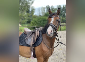 Deutsches Reitpony, Stute, 9 Jahre, 145 cm, Brauner