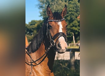 Deutsches Reitpony, Stute, 9 Jahre, 145 cm, Brauner