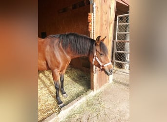 Deutsches Reitpony, Stute, 9 Jahre, 145 cm, Brauner