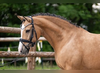 Deutsches Reitpony, Stute, 9 Jahre, 145 cm, Falbe