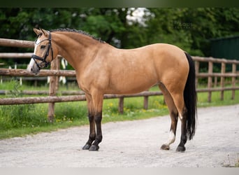 Deutsches Reitpony, Stute, 9 Jahre, 145 cm, Falbe