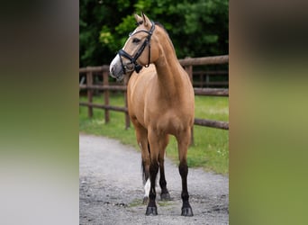 Deutsches Reitpony, Stute, 9 Jahre, 145 cm, Falbe