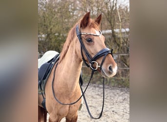 Deutsches Reitpony, Stute, 9 Jahre, 145 cm, Fuchs