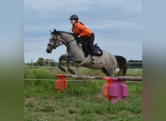 Deutsches Reitpony, Stute, 9 Jahre, 145 cm, Rappschimmel