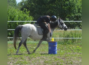 Deutsches Reitpony, Stute, 9 Jahre, 145 cm, Rappschimmel