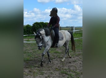 Deutsches Reitpony, Stute, 9 Jahre, 145 cm, Rappschimmel