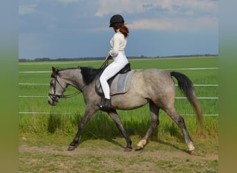 Deutsches Reitpony, Stute, 9 Jahre, 145 cm, Rappschimmel