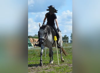 Deutsches Reitpony, Stute, 9 Jahre, 145 cm, Rappschimmel