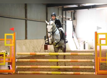 Deutsches Reitpony, Stute, 9 Jahre, 145 cm, Schimmel