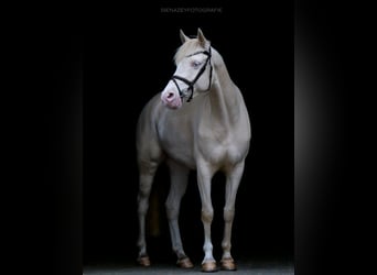 Deutsches Reitpony, Stute, 9 Jahre, 146 cm, Cremello