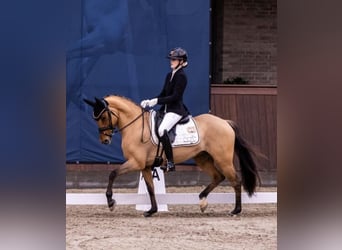 Deutsches Reitpony, Stute, 9 Jahre, 146 cm, Falbe