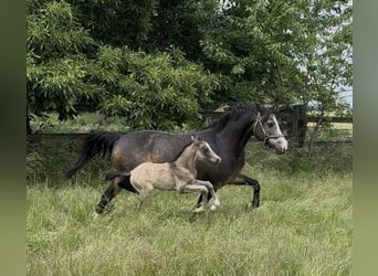 Deutsches Reitpony, Stute, 9 Jahre, 146 cm, Falbe