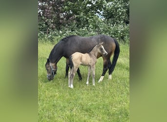 Deutsches Reitpony, Stute, 9 Jahre, 146 cm, Falbe