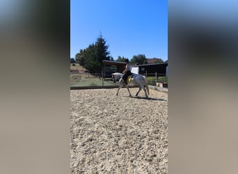 Deutsches Reitpony, Stute, 9 Jahre, 146 cm, Fliegenschimmel