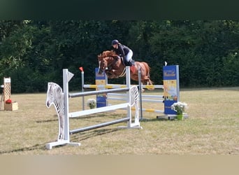 Deutsches Reitpony, Stute, 9 Jahre, 146 cm, Fuchs