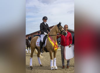 Deutsches Reitpony, Stute, 9 Jahre, 146 cm, Palomino