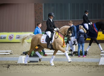 Deutsches Reitpony, Stute, 9 Jahre, 146 cm, Palomino