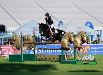 Deutsches Reitpony, Stute, 9 Jahre, 146 cm, Schwarzbrauner