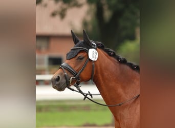 Deutsches Reitpony, Stute, 9 Jahre, 147 cm, Brauner