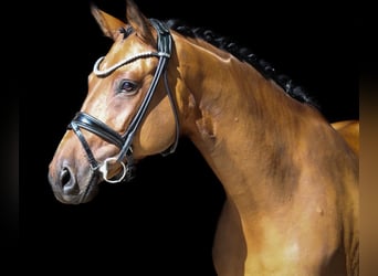 Deutsches Reitpony, Stute, 9 Jahre, 147 cm, Brauner