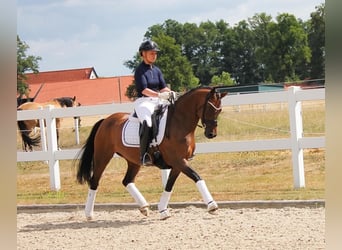 Deutsches Reitpony, Stute, 9 Jahre, 147 cm, Brauner
