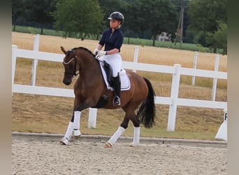 Deutsches Reitpony, Stute, 9 Jahre, 147 cm, Brauner