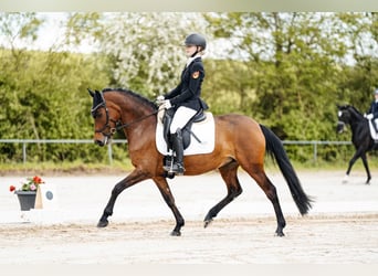 Deutsches Reitpony, Stute, 9 Jahre, 147 cm, Brauner
