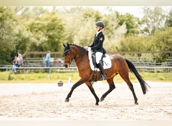 Deutsches Reitpony, Stute, 9 Jahre, 147 cm, Brauner