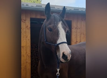 Deutsches Reitpony, Stute, 9 Jahre, 147 cm, Brauner