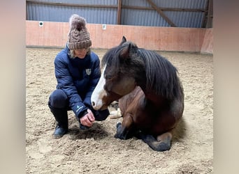 Deutsches Reitpony, Stute, 9 Jahre, 147 cm, Brauner