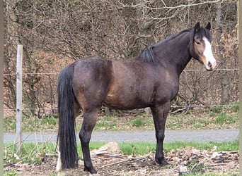 Deutsches Reitpony, Stute, 9 Jahre, 147 cm, Brauner