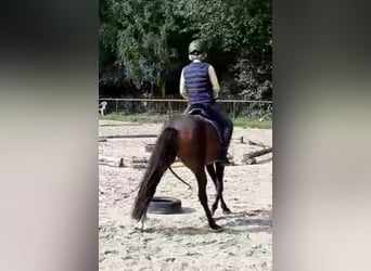 Deutsches Reitpony, Stute, 9 Jahre, 147 cm, Brauner