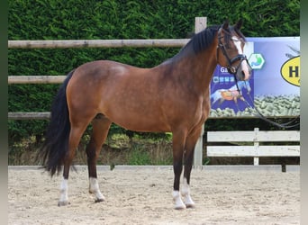 Deutsches Reitpony, Stute, 9 Jahre, 147 cm, Brauner