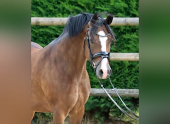 Deutsches Reitpony, Stute, 9 Jahre, 147 cm, Brauner