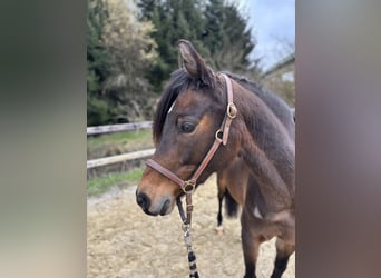 Deutsches Reitpony, Stute, 9 Jahre, 147 cm, Dunkelbrauner